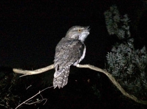 frogmouth